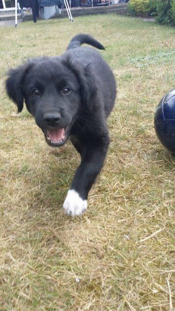 Blanding af racer Veto billede 7