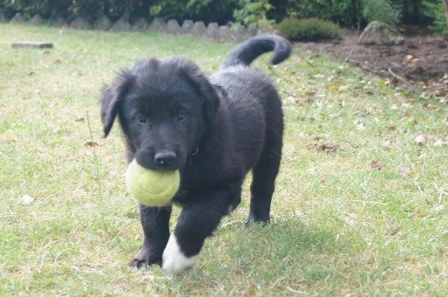 Blanding af racer Veto billede 8