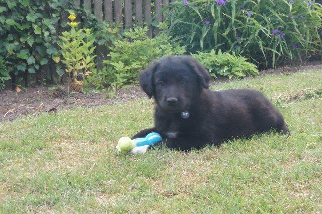 Blanding af racer Veto billede 9