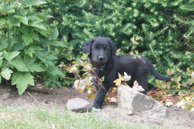 Blanding af racer Veto billede 1