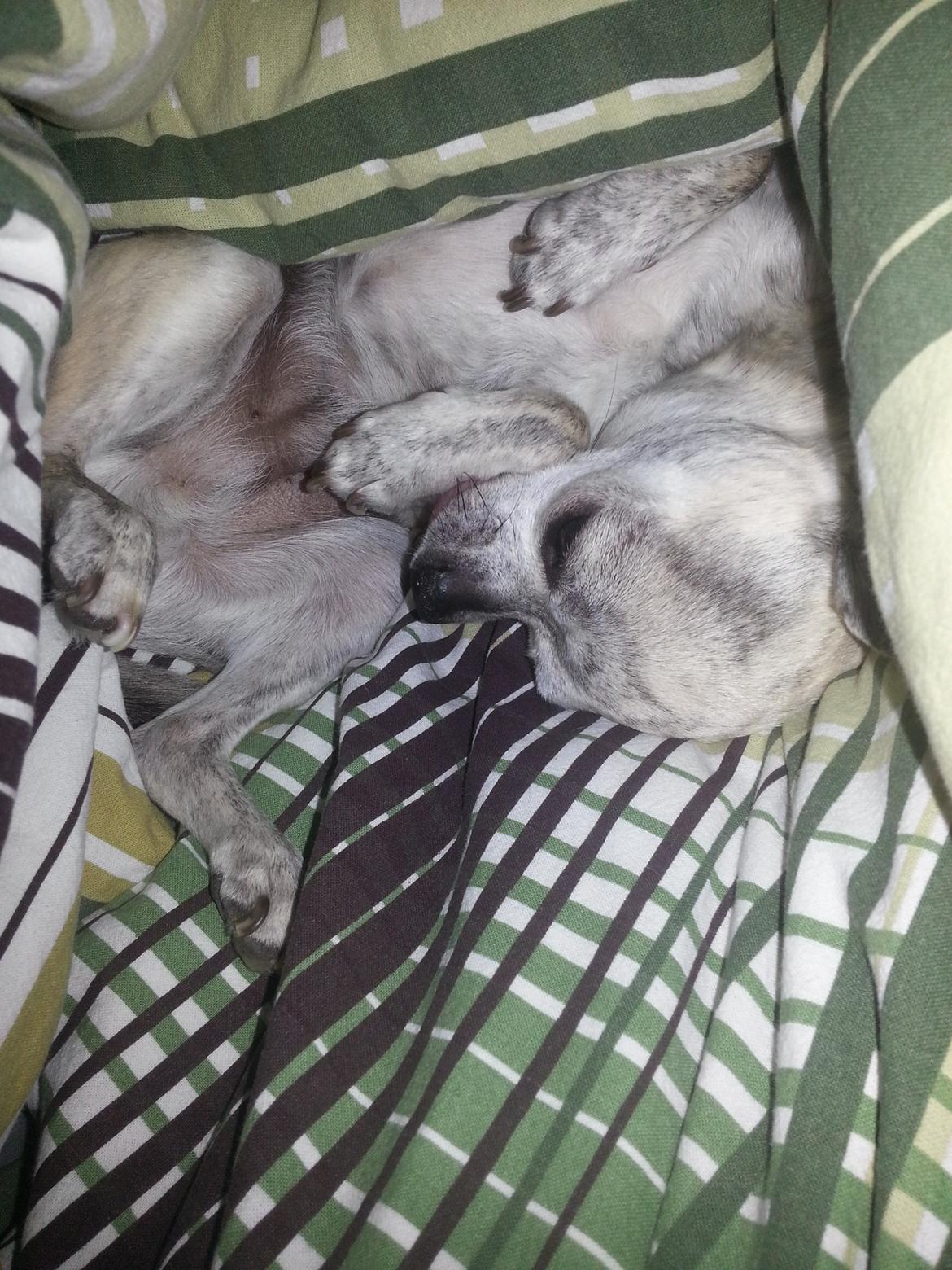 Chihuahua Pino R.I.P billede 20