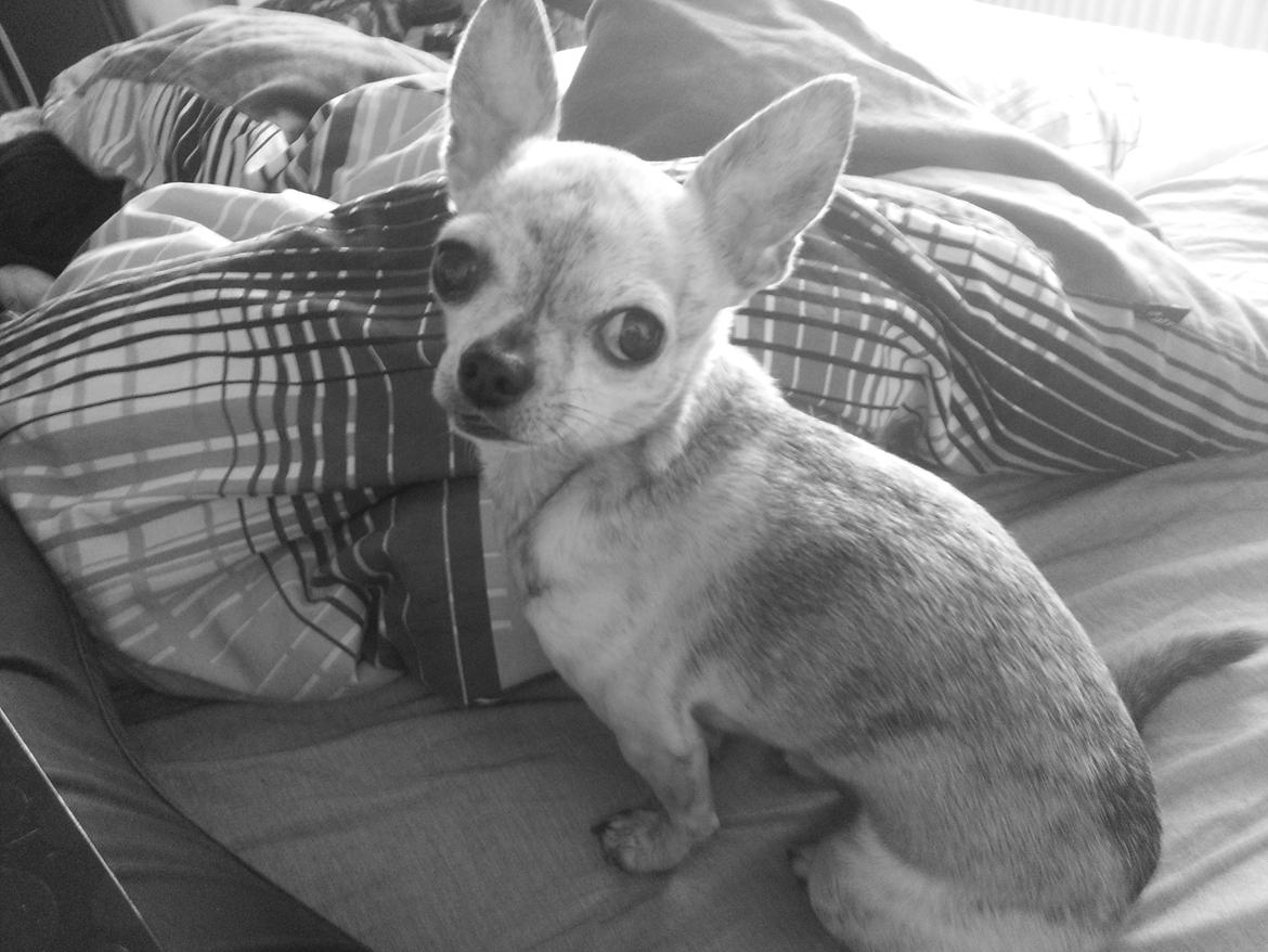 Chihuahua Pino R.I.P billede 19