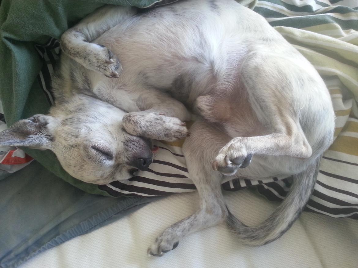 Chihuahua Pino R.I.P billede 21