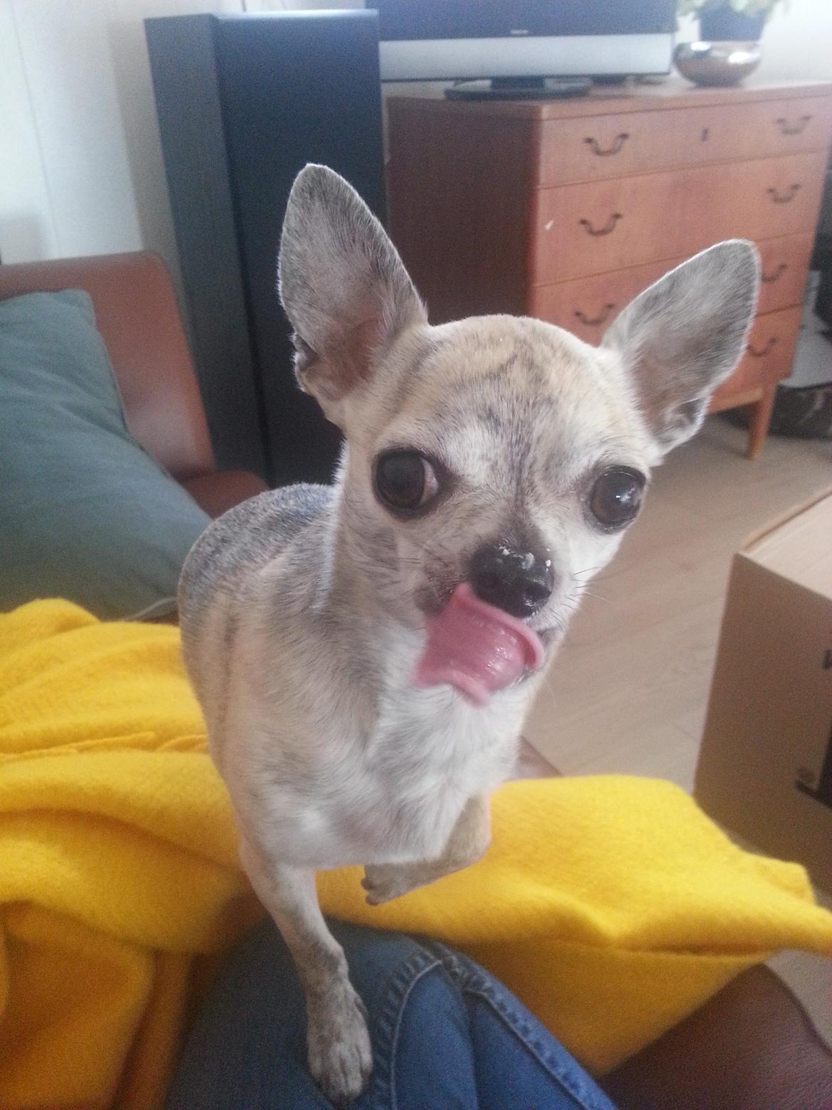 Chihuahua Pino R.I.P billede 22