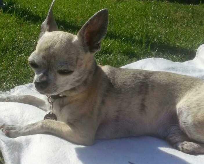 Chihuahua Pino R.I.P billede 23