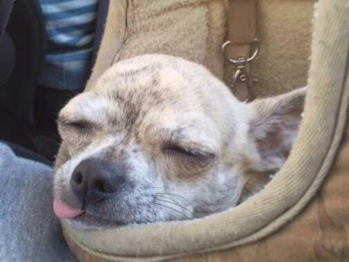 Chihuahua Pino R.I.P billede 24