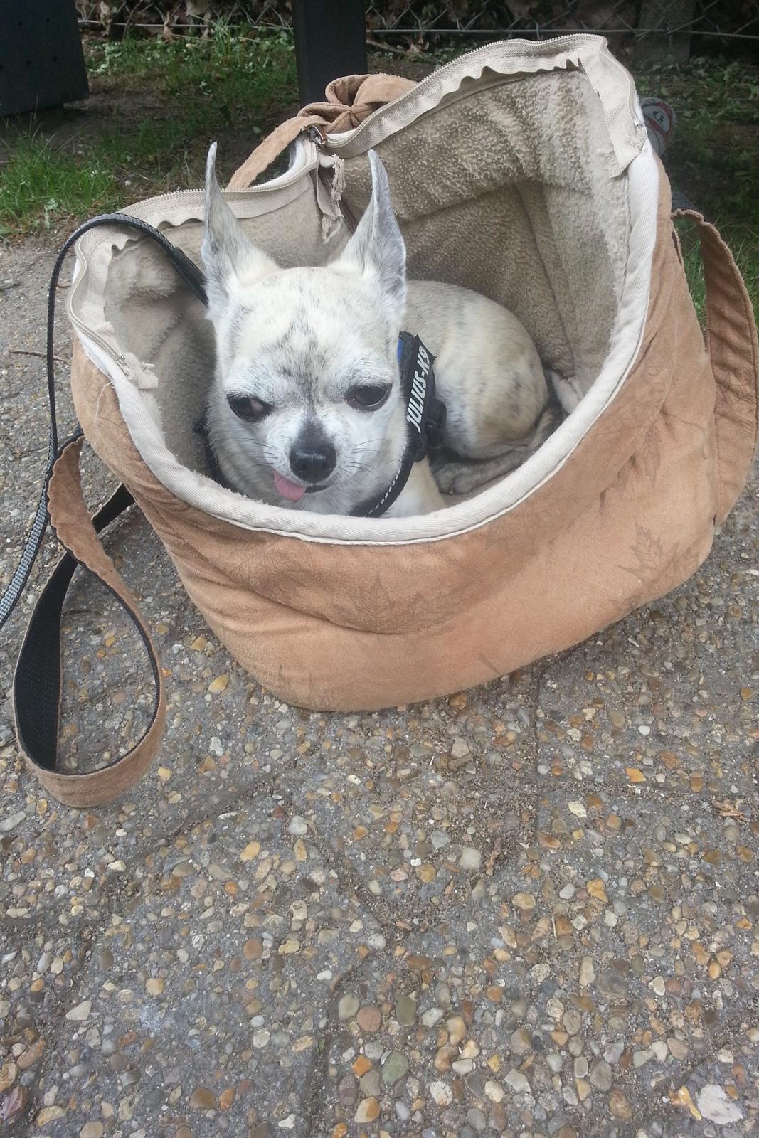 Chihuahua Pino R.I.P billede 2