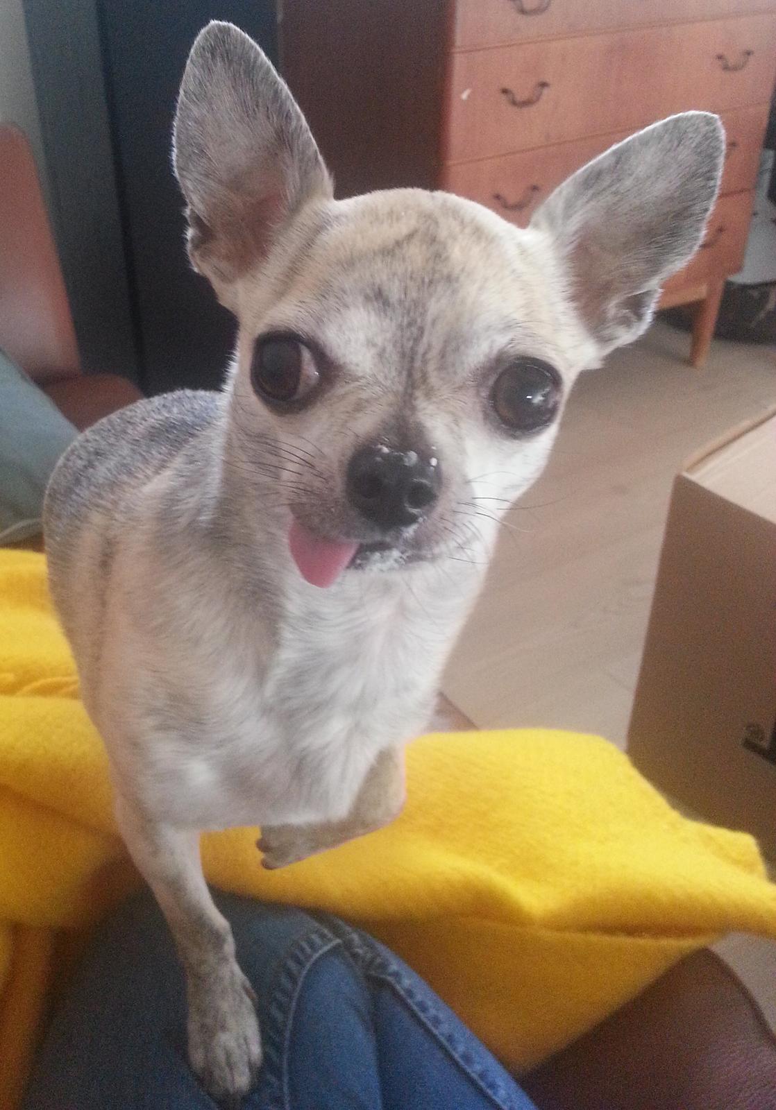 Chihuahua Pino R.I.P billede 1