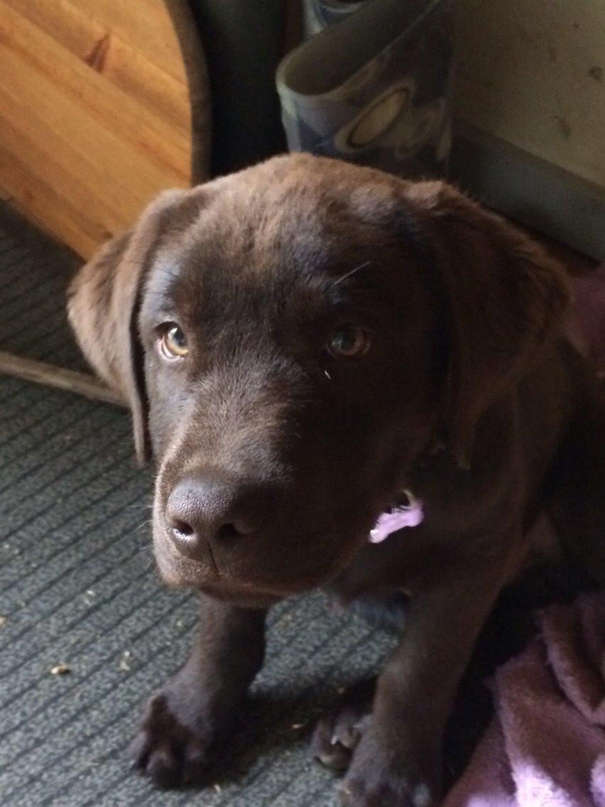 Labrador retriever Buller (den 6) billede 2