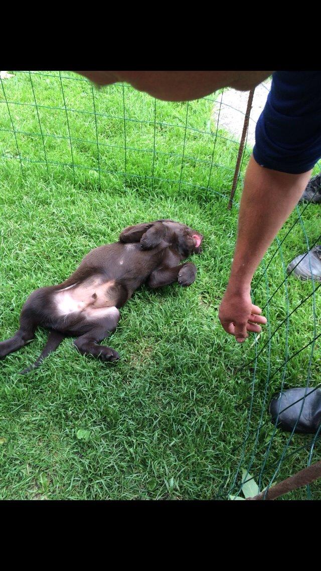 Labrador retriever Buller (den 6) billede 1