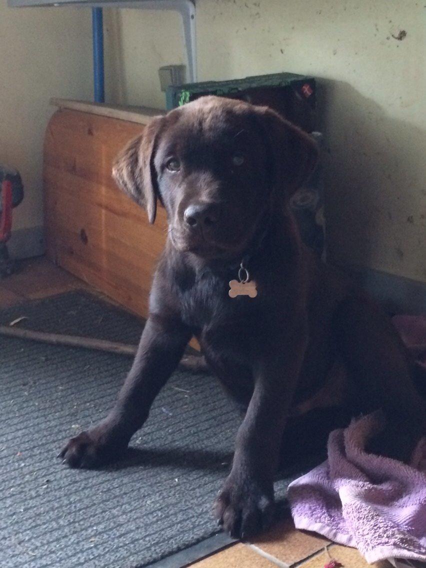 Labrador retriever Buller (den 6) billede 3