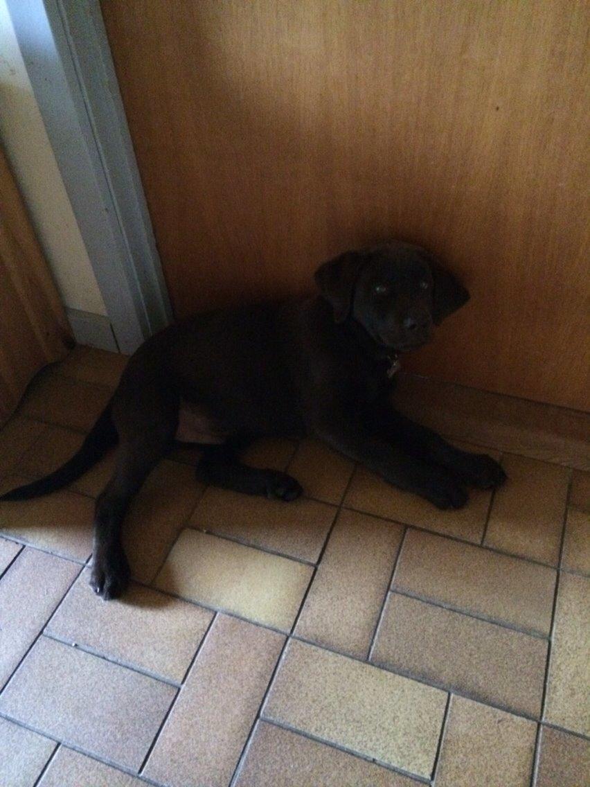 Labrador retriever Buller (den 6) billede 4