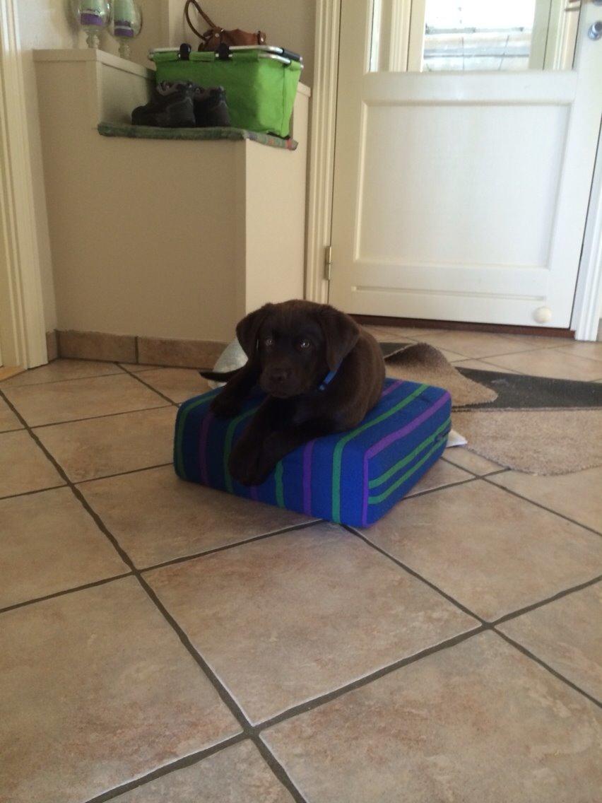 Labrador retriever Buller (den 6) billede 5