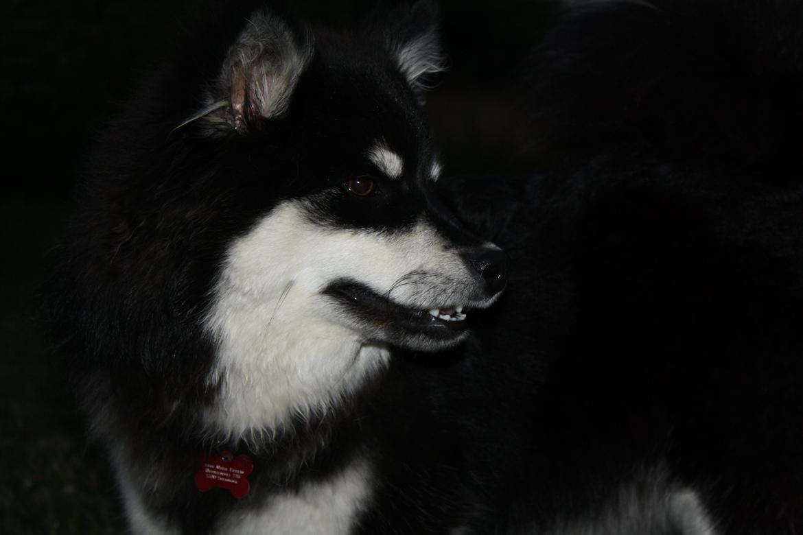 Finsk lapphund Ulla billede 5