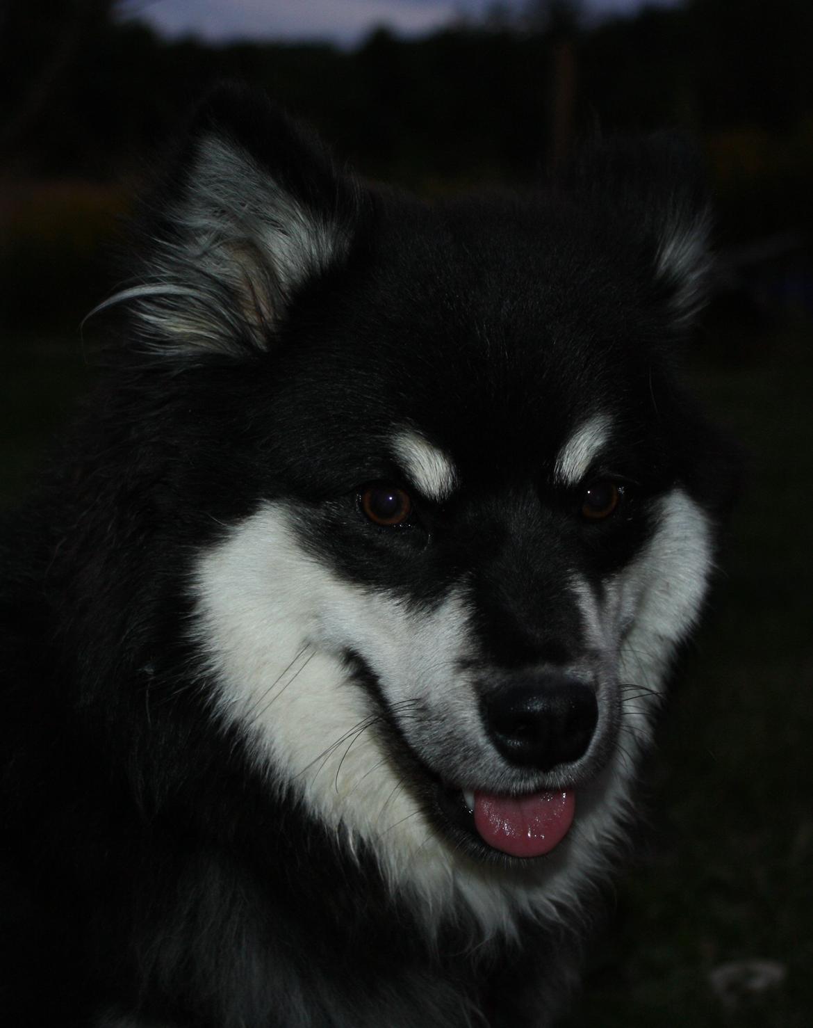 Finsk lapphund Ulla billede 13