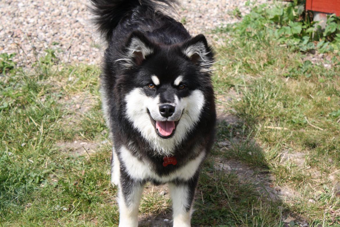 Finsk lapphund Ulla billede 6