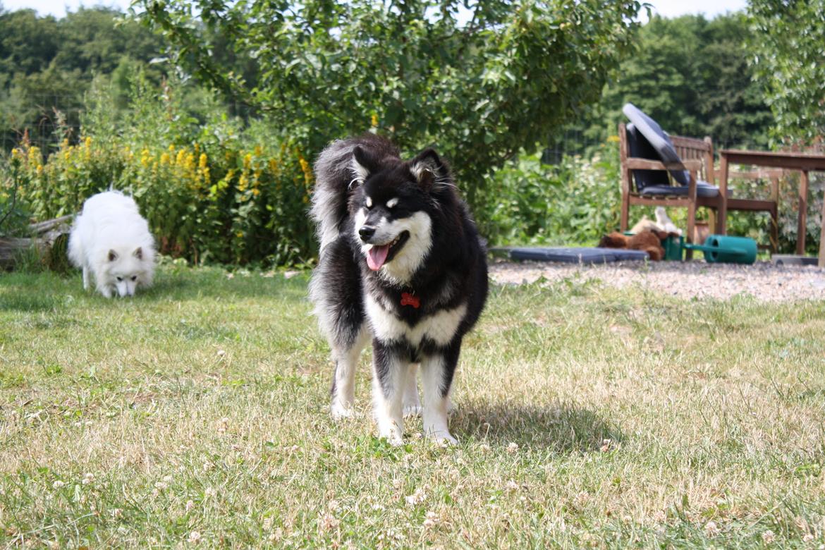 Finsk lapphund Ulla billede 14