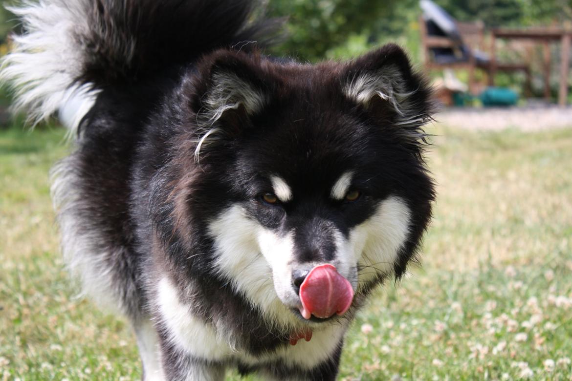 Finsk lapphund Ulla billede 22