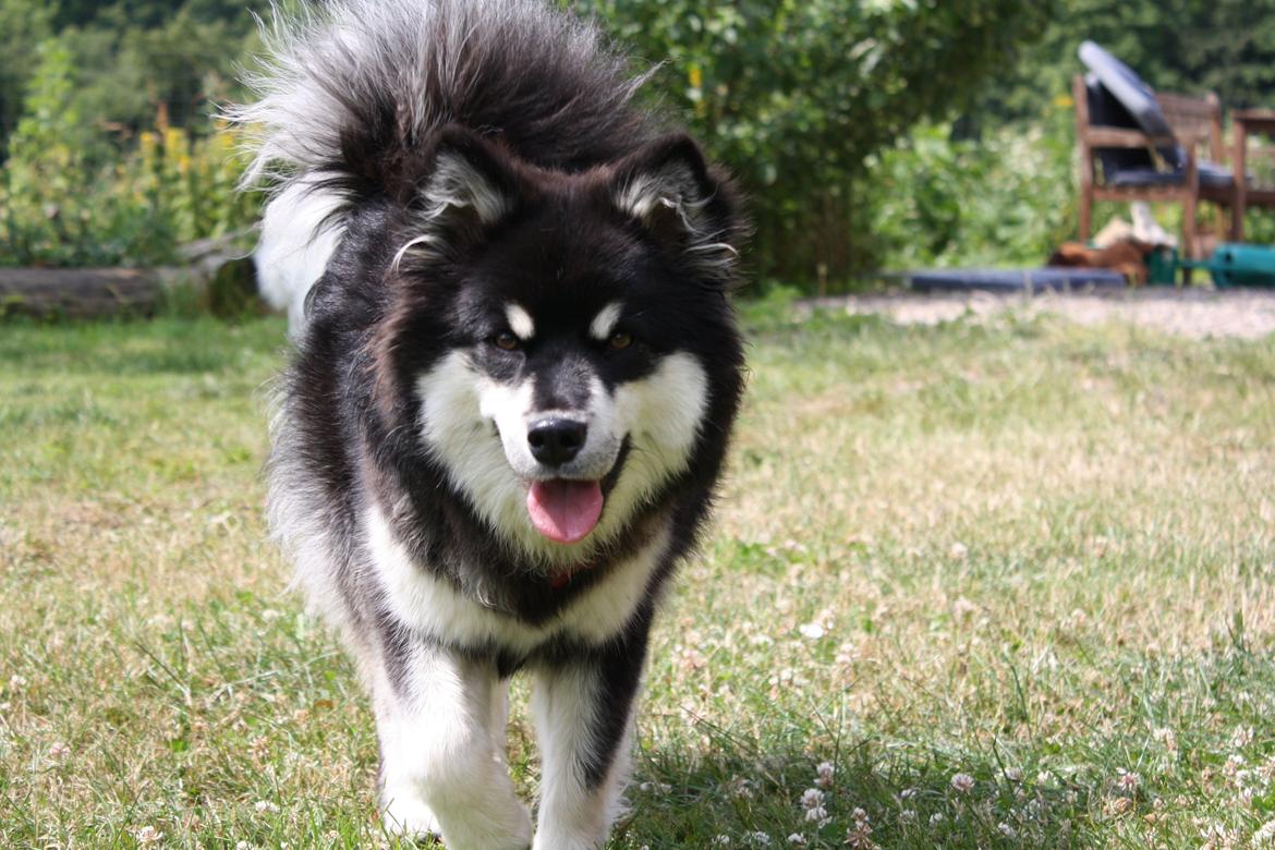 Finsk lapphund Ulla billede 19