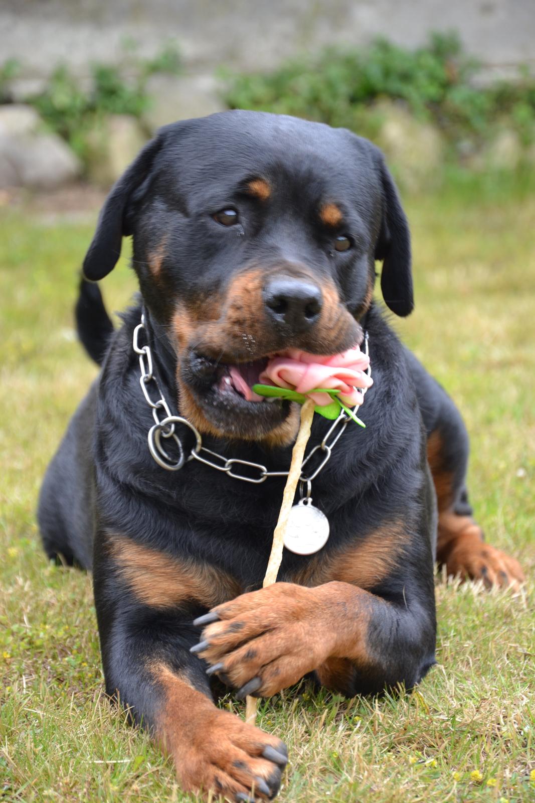 Rottweiler Nica *Himmelhund* billede 1