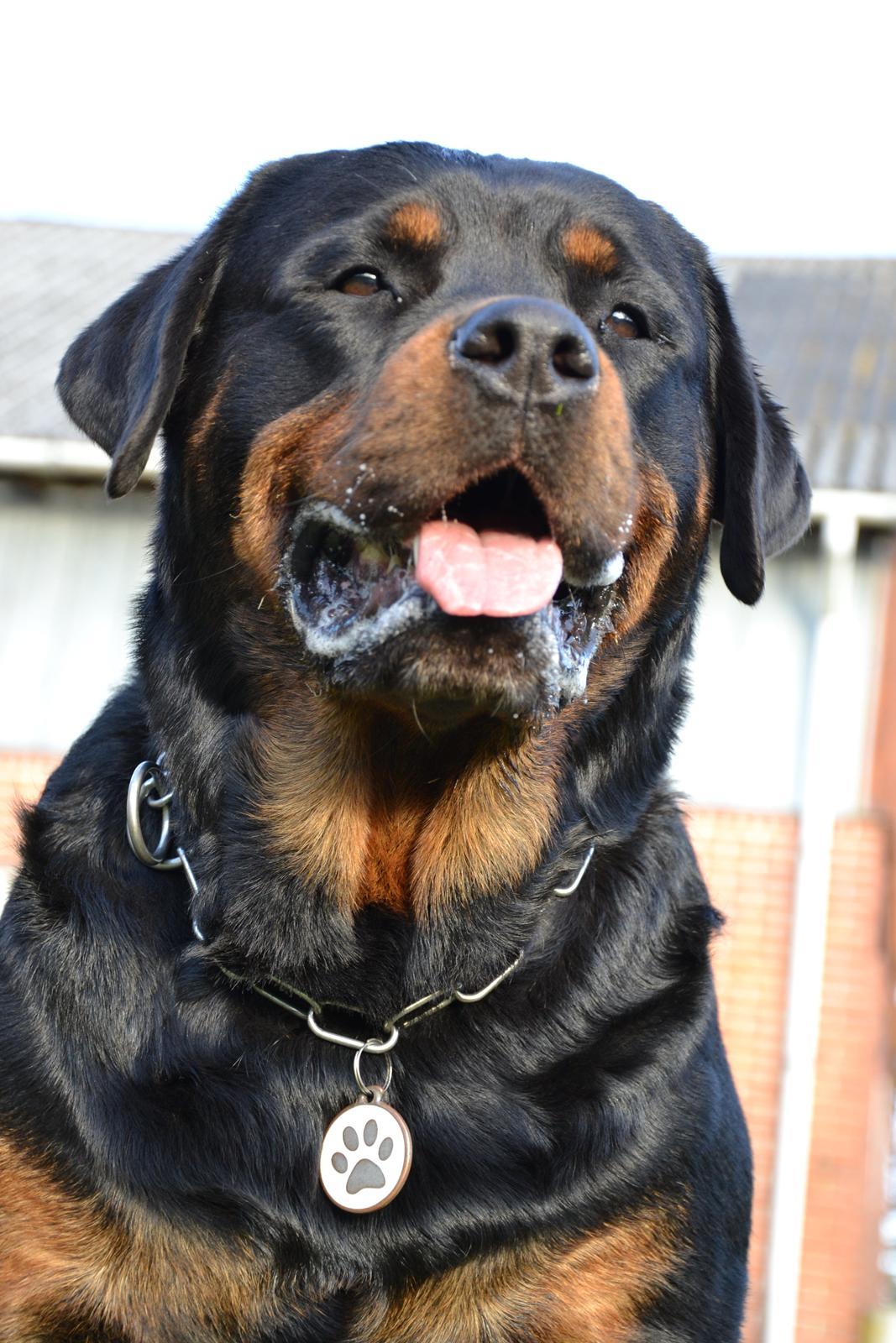 Rottweiler Nica *Himmelhund* billede 2