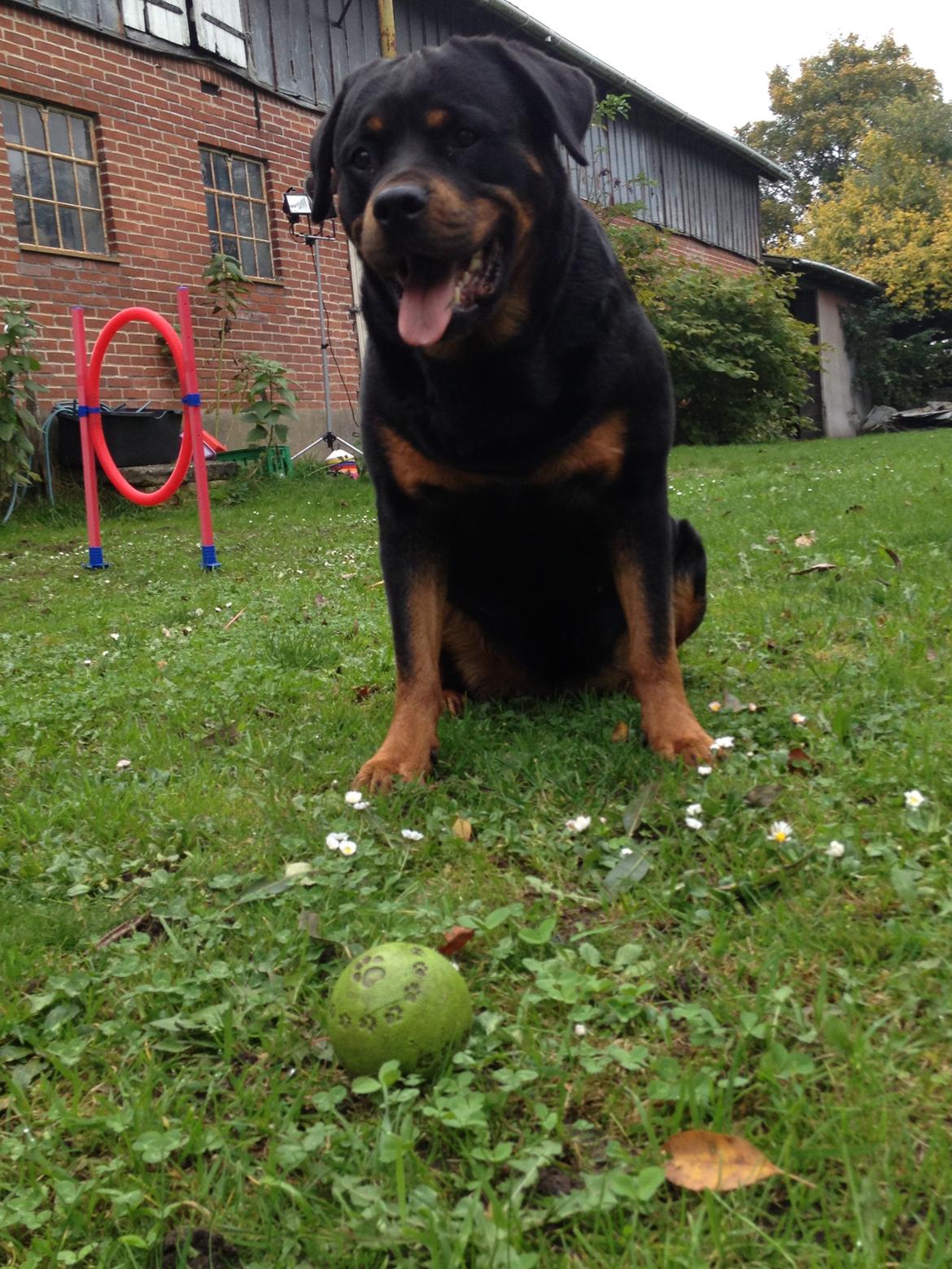 Rottweiler Nica *Himmelhund* billede 5