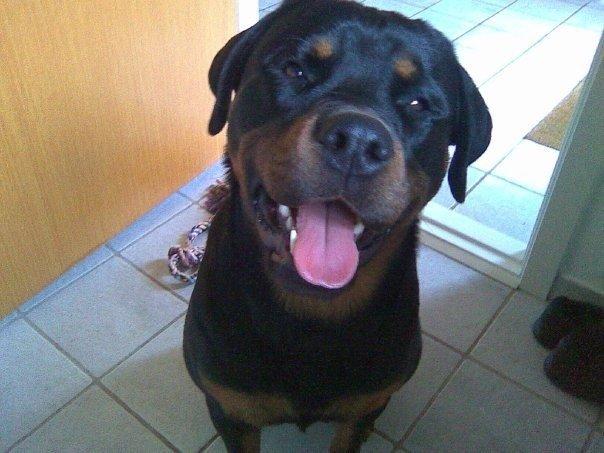 Rottweiler Nica *Himmelhund* billede 6