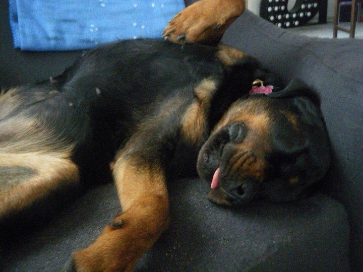 Rottweiler Nica *Himmelhund* billede 7