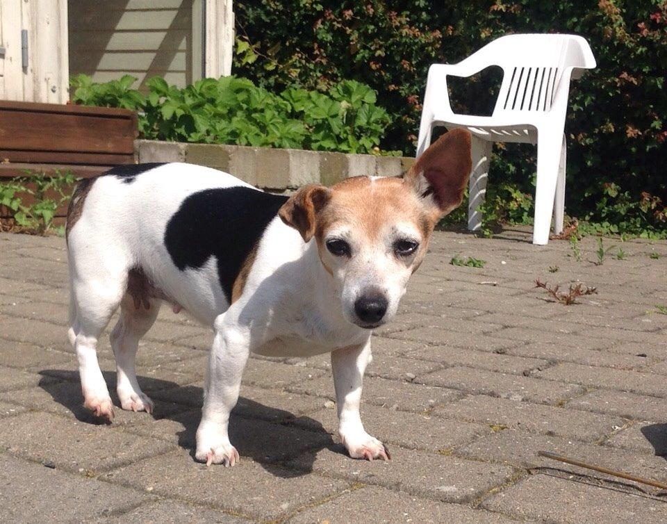 Jack russell terrier Jackie billede 18