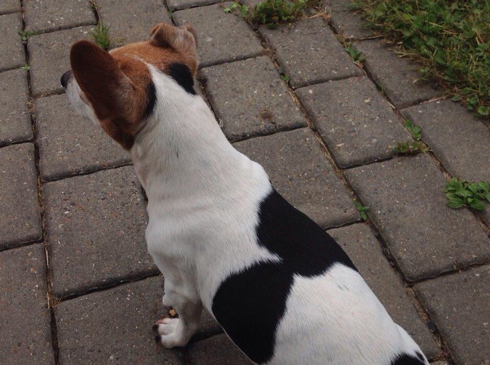 Jack russell terrier Jackie billede 16