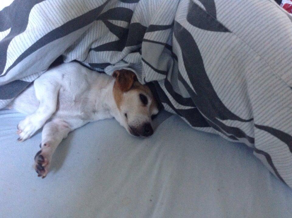 Jack russell terrier Jackie billede 19