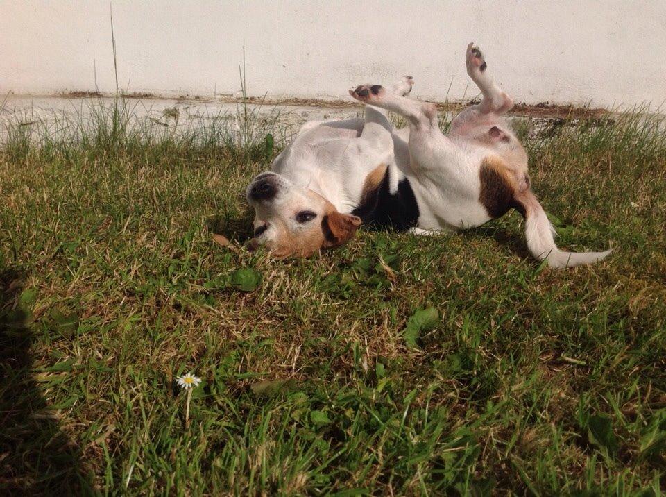 Jack russell terrier Jackie billede 21