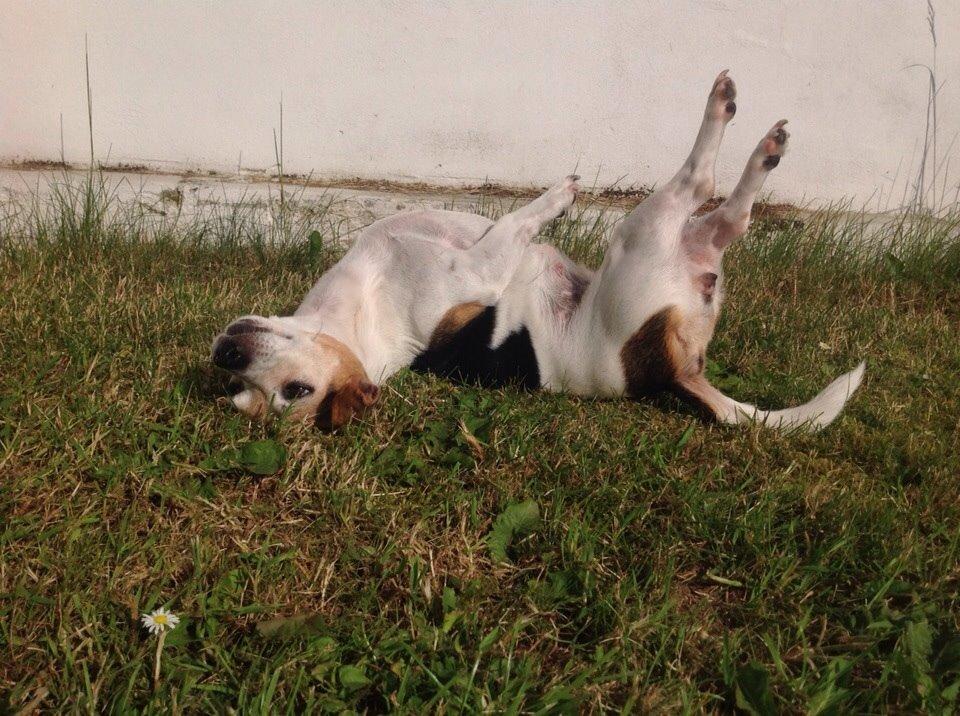 Jack russell terrier Jackie billede 22