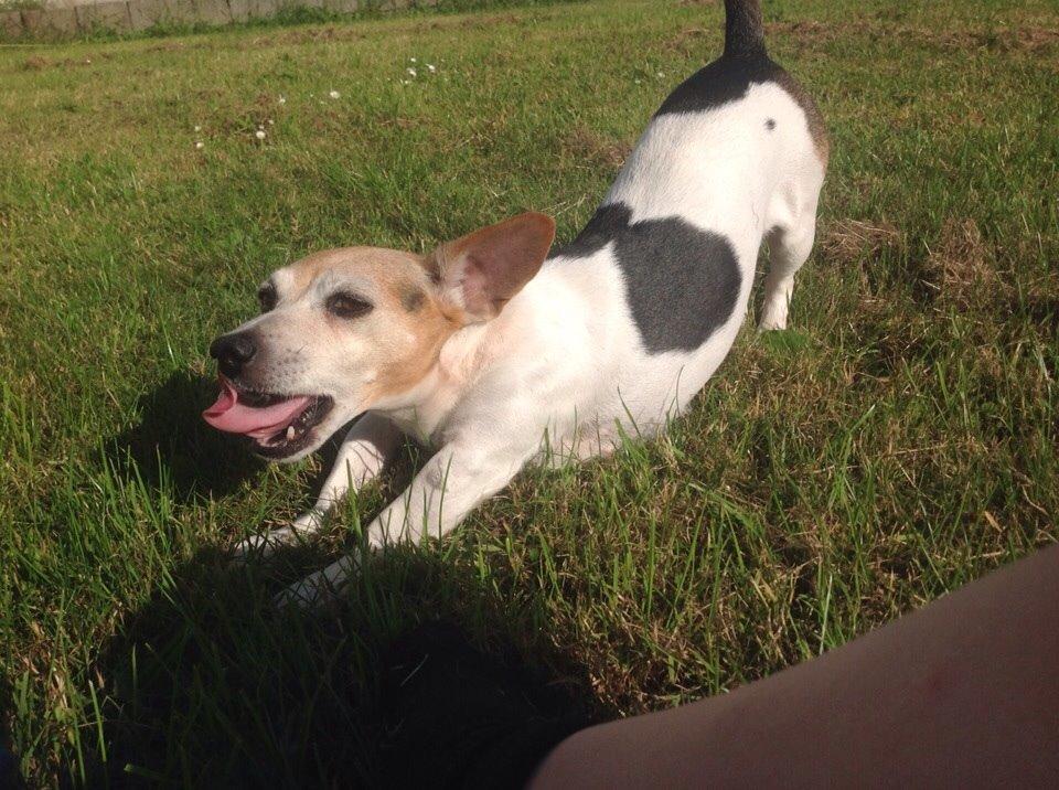 Jack russell terrier Jackie billede 25