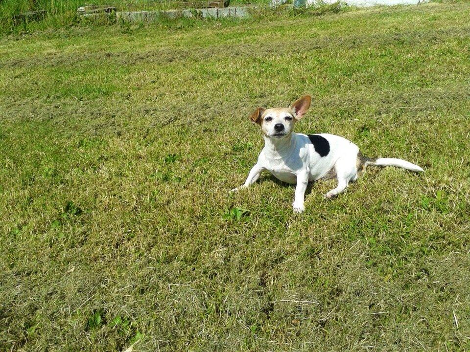 Jack russell terrier Jackie billede 23