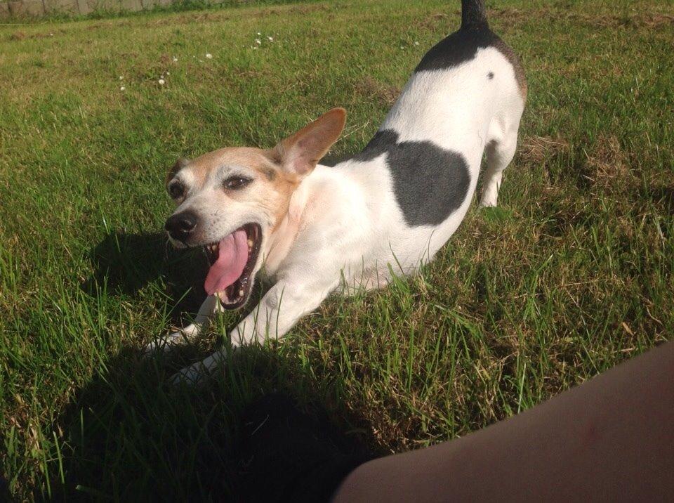 Jack russell terrier Jackie billede 26