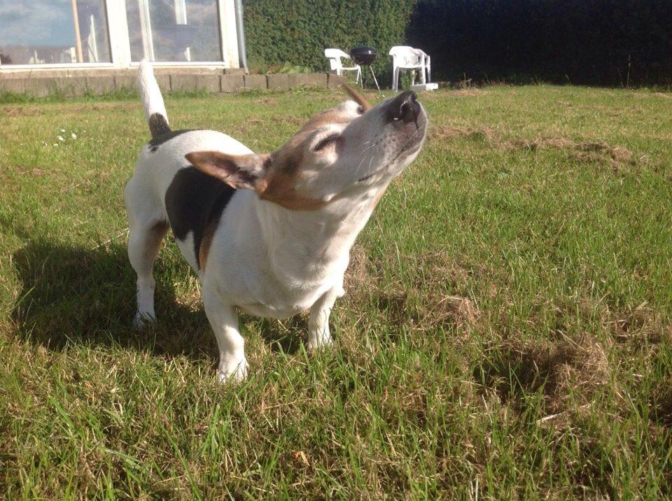 Jack russell terrier Jackie billede 28