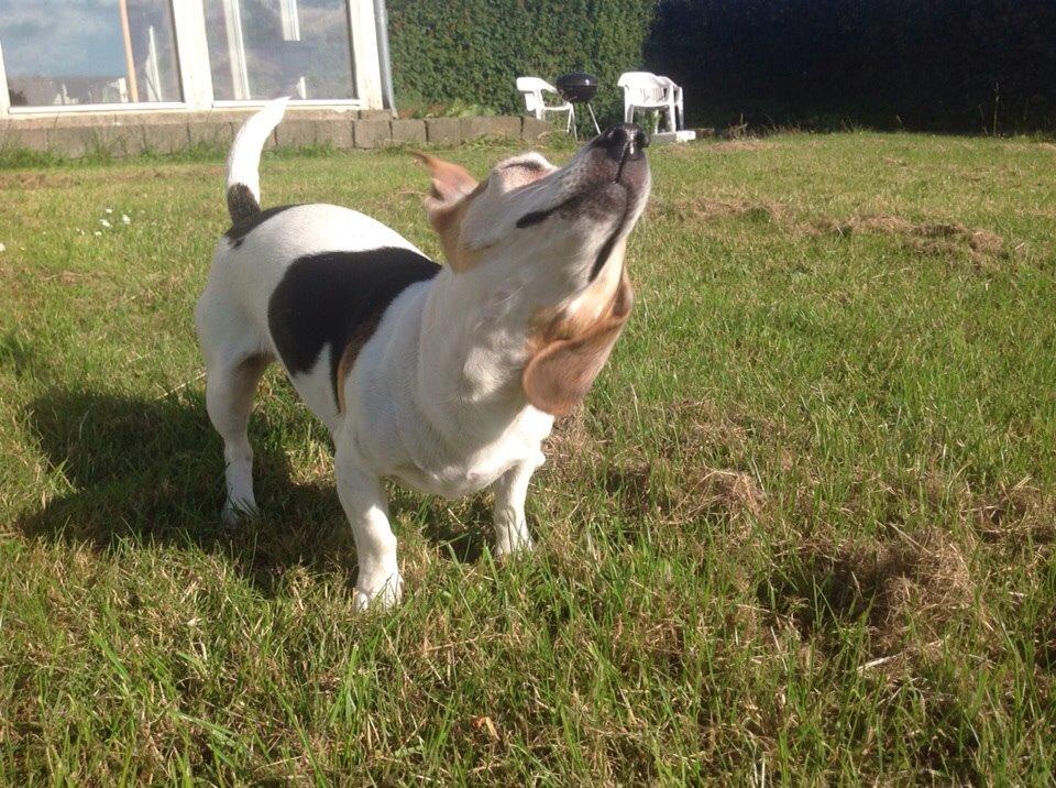 Jack russell terrier Jackie billede 27