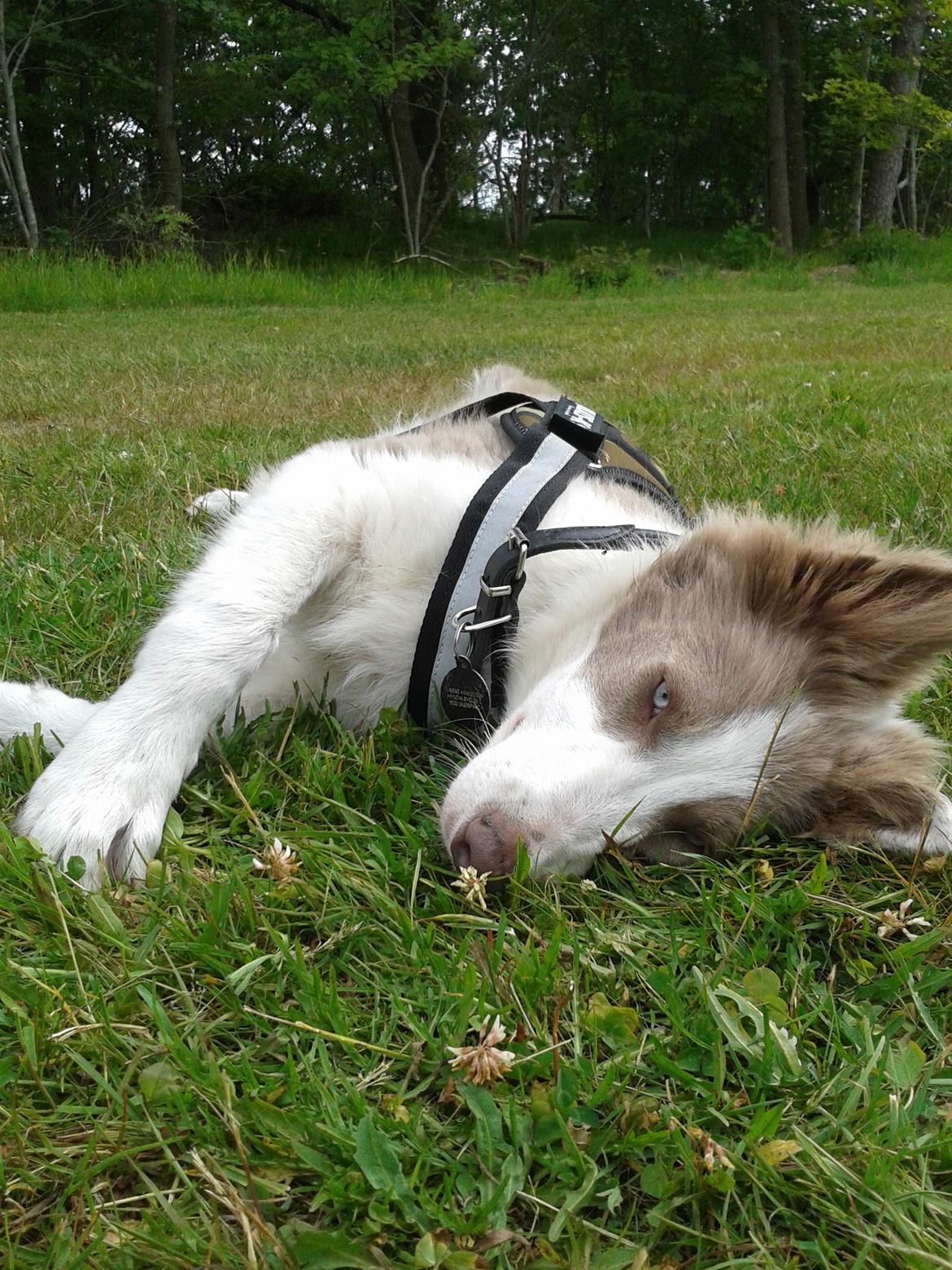 Border collie Yatzy billede 28