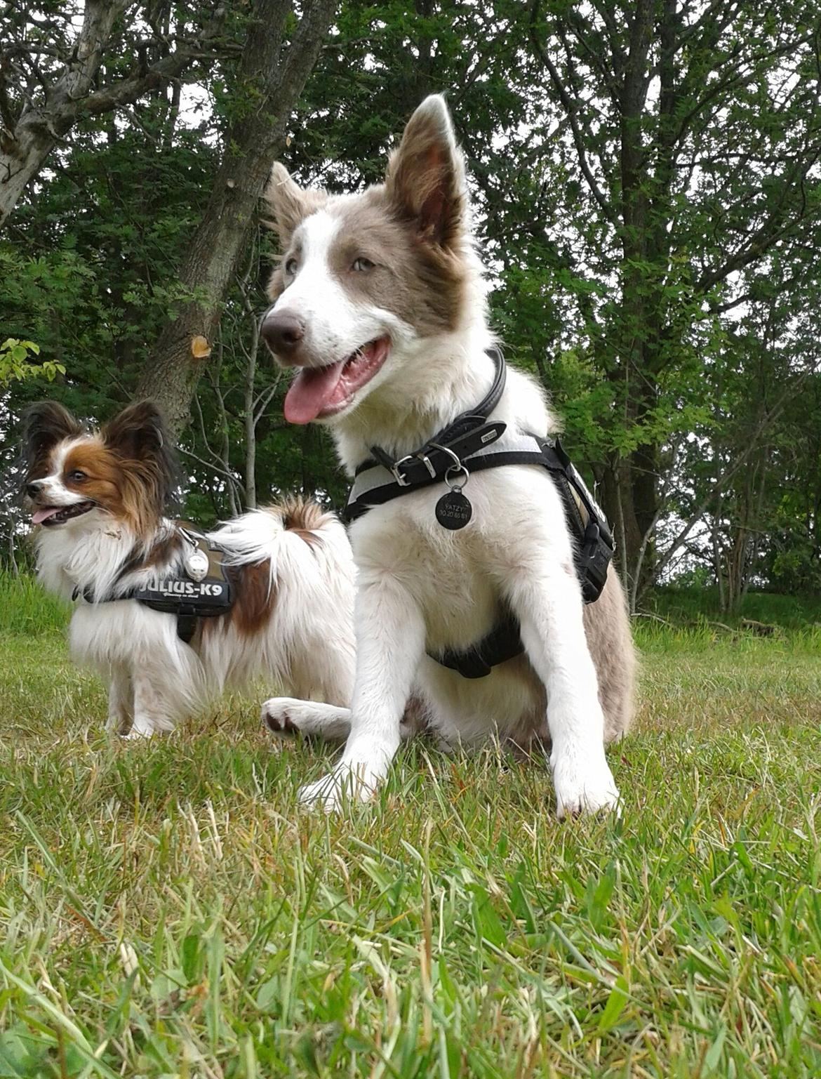 Border collie Yatzy billede 27