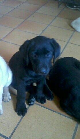 Labrador retriever Tyson SOLGT D. 6/11 - 2014  billede 3