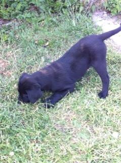 Labrador retriever Tyson SOLGT D. 6/11 - 2014  billede 4