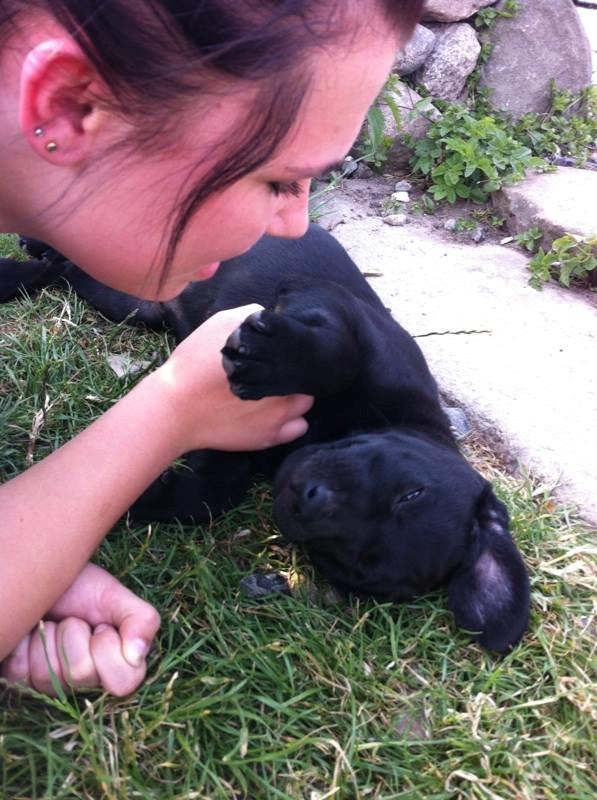 Labrador retriever Tyson SOLGT D. 6/11 - 2014  - Tyson og hans moster <3 billede 5