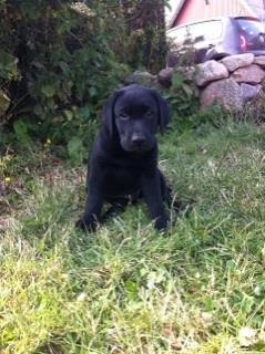 Labrador retriever Tyson SOLGT D. 6/11 - 2014  billede 7