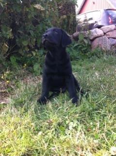 Labrador retriever Tyson SOLGT D. 6/11 - 2014  billede 8