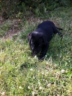Labrador retriever Tyson SOLGT D. 6/11 - 2014  billede 9