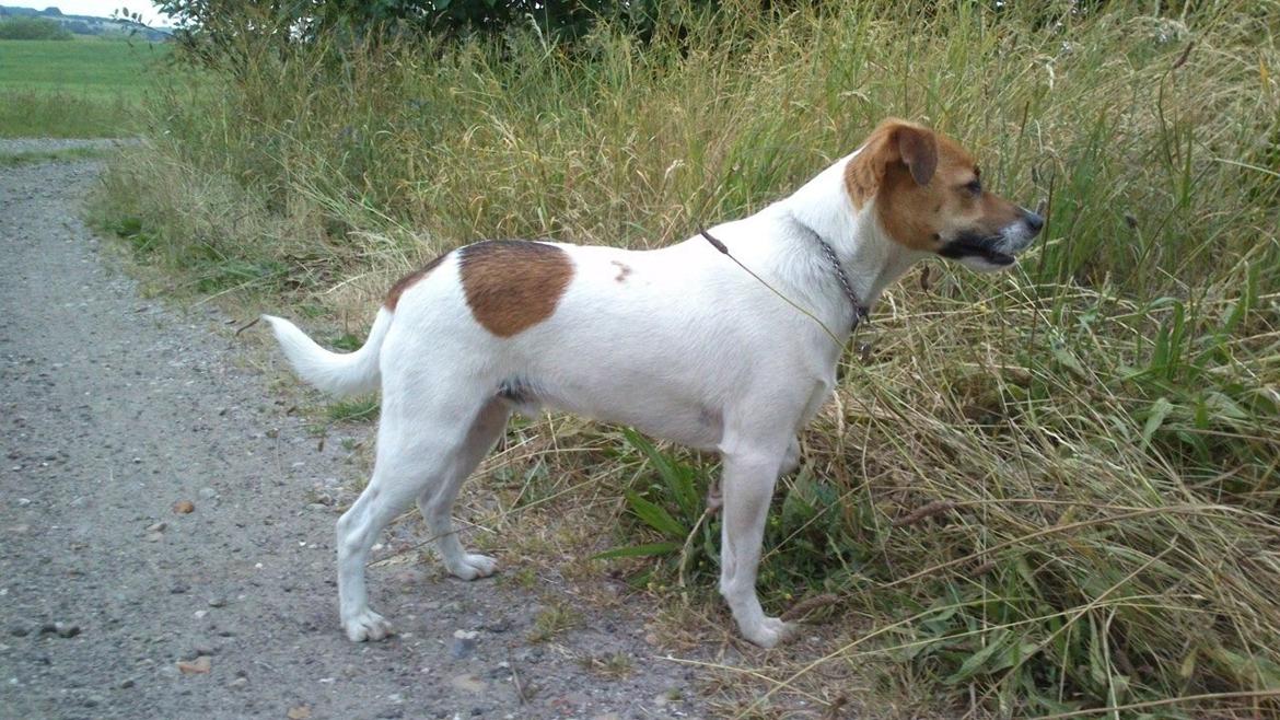 Dansk svensk gaardhund Otto - Så lækker 27/6-14 billede 29