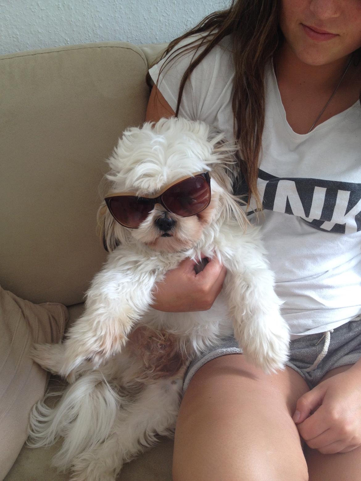 Shih tzu Boddy billede 1