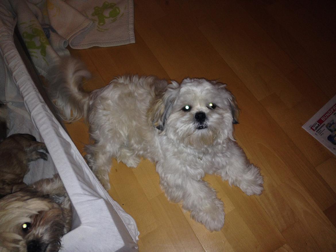 Shih tzu Boddy billede 2