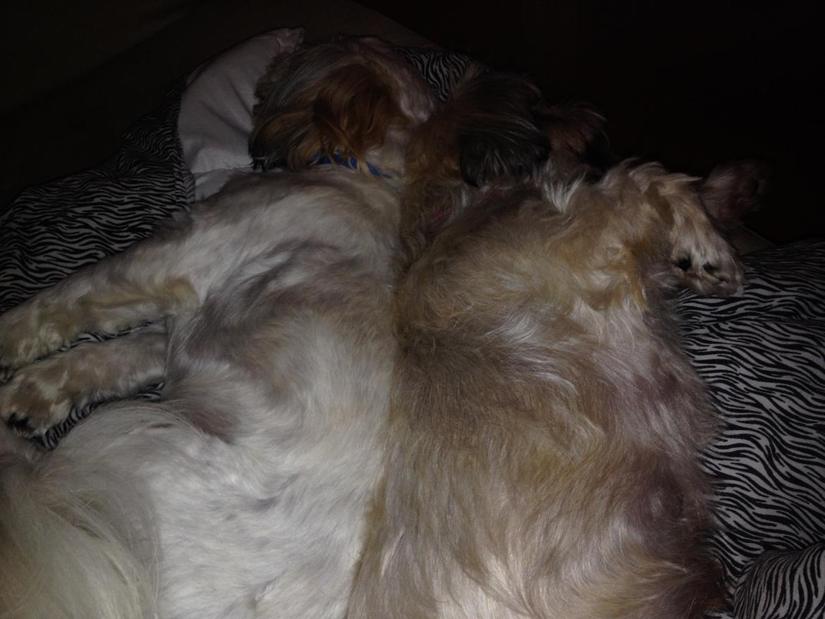 Shih tzu Boddy billede 3